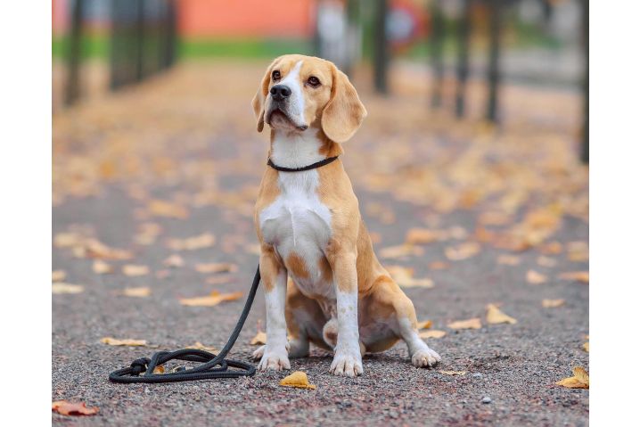 Implementing Animal-Assisted School Programs