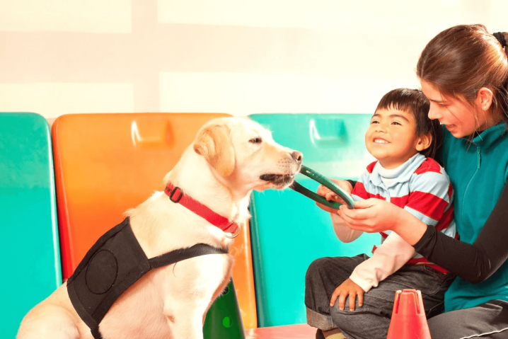 Animal Assisted Therapy for Healthcare Professionals