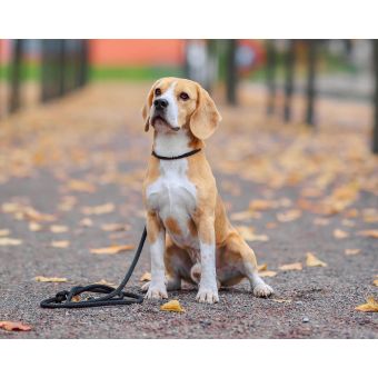 Implementing Animal-Assisted School Programs